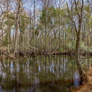Water view featuring a heavily wooded area