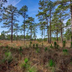 View of undeveloped land