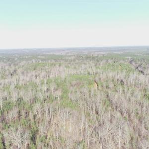 View of local wilderness