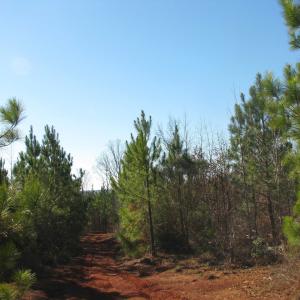 View of undeveloped land