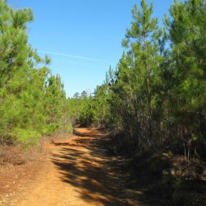 View of road with a forest view