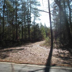 View of tree filled area