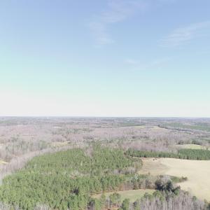Aerial view of a forest