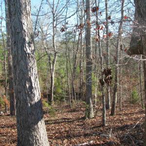 View of wooded area