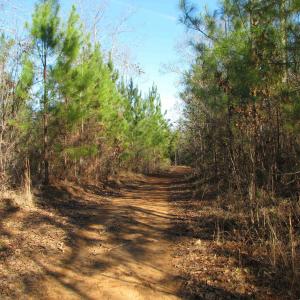 View of dirt / gravel road featuring a view of tre