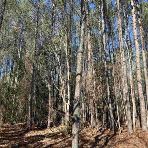 View of tree filled area