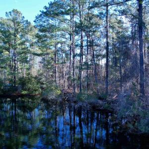 Photo #10 of 10 Lots - Dragooon Ct., Georgetown, SC 2.8 acres