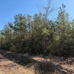 View of local wilderness