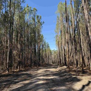 Photo #1 of 31.40 Acres-TBD Pennyroyal Rd., Georgetown, SC 31.4 acres