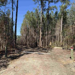Photo #23 of 31.40 Acres-TBD Pennyroyal Rd., Georgetown, SC 31.4 acres