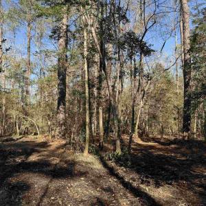 Photo #6 of 31.40 Acres-TBD Pennyroyal Rd., Georgetown, SC 31.4 acres
