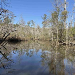 Photo #8 of 31.40 Acres-TBD Pennyroyal Rd., Georgetown, SC 31.4 acres