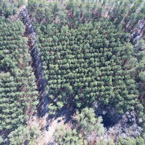Photo #21 of 31.40 Acres-TBD Pennyroyal Rd., Georgetown, SC 31.4 acres