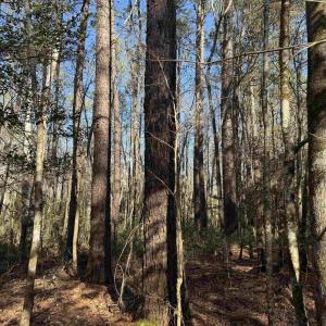Photo #4 of 31.40 Acres-TBD Pennyroyal Rd., Georgetown, SC 31.4 acres