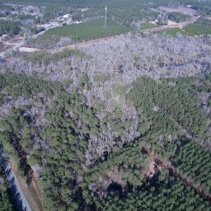 Photo #13 of 31.40 Acres-TBD Pennyroyal Rd., Georgetown, SC 31.4 acres