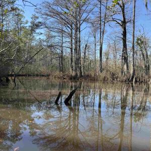 Photo #5 of 31.40 Acres-TBD Pennyroyal Rd., Georgetown, SC 31.4 acres