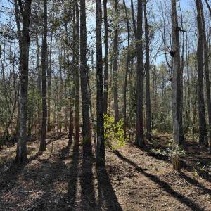 Photo #2 of 31.40 Acres-TBD Pennyroyal Rd., Georgetown, SC 31.4 acres