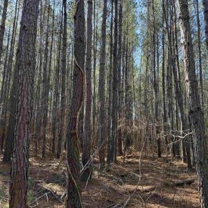 Photo #10 of 31.40 Acres-TBD Pennyroyal Rd., Georgetown, SC 31.4 acres