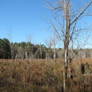 Photo #19 of Cannery Rd, Dalzell, SC 382.1 acres