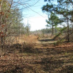 Photo #21 of Cannery Rd, Dalzell, SC 382.1 acres