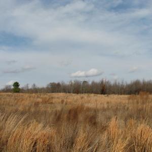 Photo #9 of Cannery Rd, Dalzell, SC 382.1 acres