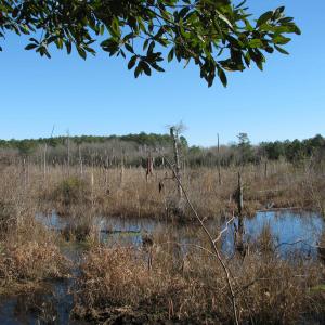 Photo #12 of Cannery Rd, Dalzell, SC 382.1 acres