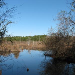 Photo #14 of Cannery Rd, Dalzell, SC 382.1 acres