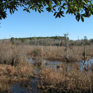 Photo #13 of Cannery Rd, Dalzell, SC 382.1 acres