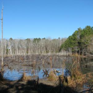Photo #16 of Cannery Rd, Dalzell, SC 382.1 acres