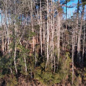 Photo #4 of TBD Samuels Ave, Salters, SC 2.1 acres