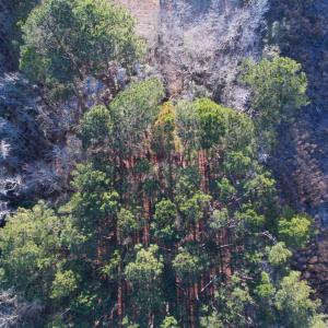 Photo #7 of TBD Samuels Ave, Salters, SC 2.1 acres