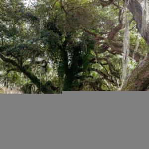 Photo #3 of 10670 Ocean Hwy., Pawleys Island, SC 2.9 acres