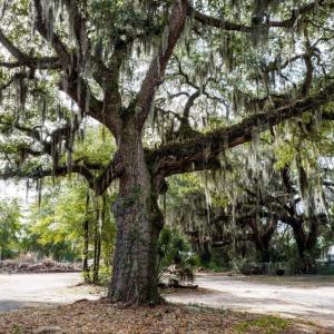 Photo #17 of 10670 Ocean Hwy., Pawleys Island, SC 2.9 acres