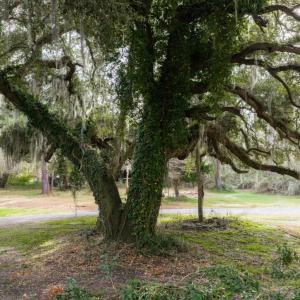 Photo #13 of 10670 Ocean Hwy., Pawleys Island, SC 2.9 acres