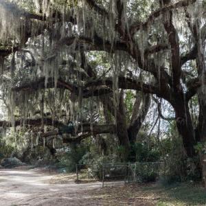 Photo #24 of 10670 Ocean Hwy., Pawleys Island, SC 2.9 acres