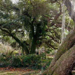 Photo #3 of 10670 Ocean Hwy., Pawleys Island, SC 2.9 acres