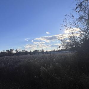 Photo #4 of 10.79 acres Highway 90, Longs, SC 10.8 acres