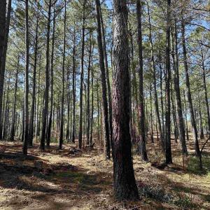 Photo #4 of Lot 6 - TBD Old Camp Ln., Salters, SC 1.2 acres