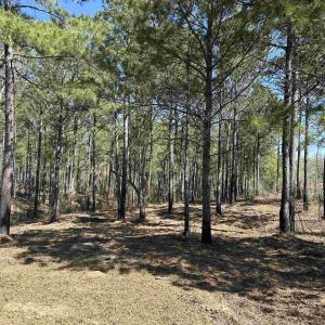 Photo #8 of Lot 6 - TBD Old Camp Ln., Salters, SC 1.2 acres