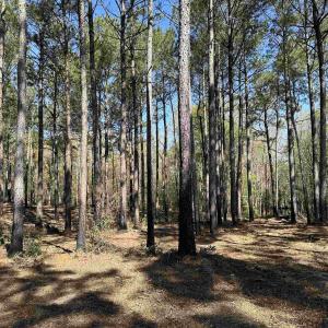 Photo #6 of Lot 6 - TBD Old Camp Ln., Salters, SC 1.2 acres
