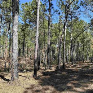 Photo #7 of Lot 6 - TBD Old Camp Ln., Salters, SC 1.2 acres