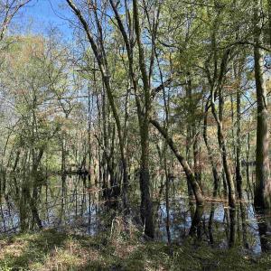 Photo #5 of Lot 6 - TBD Old Camp Ln., Salters, SC 1.2 acres