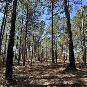 Photo #3 of Lot 6 - TBD Old Camp Ln., Salters, SC 1.2 acres