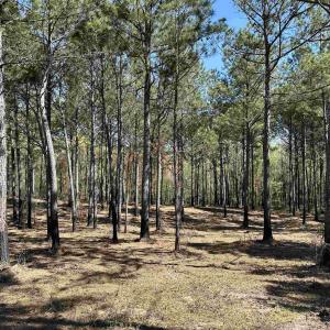 Photo #1 of Lot 6 - TBD Old Camp Ln., Salters, SC 1.2 acres