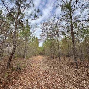 Photo #19 of 106.6 Acres-TBD Highway 52, Salters, SC 106.6 acres