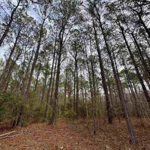 Photo #35 of 106.6 Acres-TBD Highway 52, Salters, SC 106.6 acres