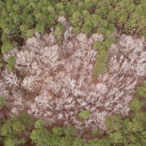 Photo #42 of 106.6 Acres-TBD Highway 52, Salters, SC 106.6 acres