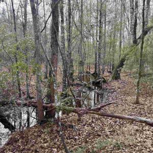 Photo #15 of 106.6 Acres-TBD Highway 52, Salters, SC 106.6 acres