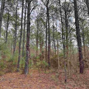 Photo #34 of 106.6 Acres-TBD Highway 52, Salters, SC 106.6 acres