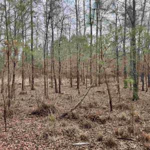 Photo #20 of 106.6 Acres-TBD Highway 52, Salters, SC 106.6 acres